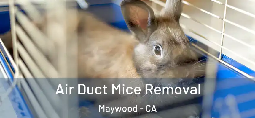  Air Duct Mice Removal Maywood - CA